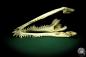 Preview: Crocodylus siamensis (20401) a skeleton from South East Asia | Taxidermy | Skeletons