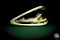 Preview: Crocodylus siamensis (20401) a skeleton from South East Asia | Taxidermy | Skeletons