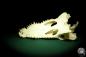 Preview: Crocodylus siamensis (20401) a skeleton from South East Asia | Taxidermy | Skeletons