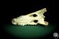 Preview: Crocodylus siamensis (20402) a skeleton from South East Asia | Taxidermy | Skeletons