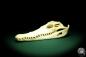 Preview: Crocodylus siamensis (20405) a skeleton from South East Asia | Taxidermy | Skeletons