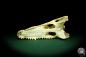 Preview: Crocodylus siamensis (20405) a skeleton from South East Asia | Taxidermy | Skeletons