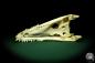 Preview: Crocodylus siamensis (20406) a skeleton from South East Asia | Taxidermy | Skeletons