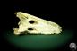 Preview: Crocodylus siamensis (20406) a skeleton from South East Asia | Taxidermy | Skeletons