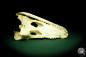 Preview: Crocodylus siamensis (20408) a skeleton from South East Asia | Taxidermy | Skeletons