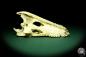 Preview: Crocodylus niloticus (20409) a skeleton from Madagascar | Taxidermy | Skeletons