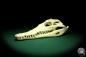 Preview: Crocodylus niloticus (20411) a skeleton from Madagascar | Taxidermy | Skeletons