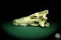 Preview: Crocodylus niloticus (20413) a skeleton from Madagascar | Taxidermy | Skeletons