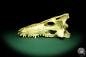 Preview: Crocodylus niloticus (20414) a skeleton from Madagascar | Taxidermy | Skeletons