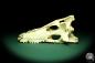 Preview: Crocodylus niloticus (20415) a skeleton from Madagascar | Taxidermy | Skeletons