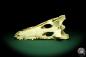 Preview: Crocodylus niloticus (20417) a skeleton from Madagascar | Taxidermy | Skeletons