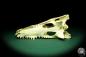 Preview: Crocodylus niloticus (20419) a skeleton from Madagascar | Taxidermy | Skeletons