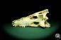 Preview: Crocodylus niloticus (20422) a skeleton from Madagascar | Taxidermy | Skeletons