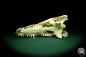 Preview: Crocodylus niloticus (20423) a skeleton from Madagascar | Taxidermy | Skeletons