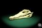 Preview: Crocodylus niloticus (20424) a skeleton from Madagascar | Taxidermy | Skeletons