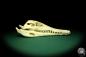 Preview: Crocodylus niloticus (20425) a skeleton from Madagascar | Taxidermy | Skeletons