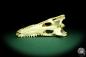 Preview: Crocodylus niloticus (20425) a skeleton from Madagascar | Taxidermy | Skeletons