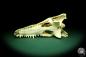 Preview: Crocodylus niloticus (20426) a skeleton from Madagascar | Taxidermy | Skeletons