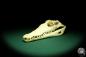 Preview: Crocodylus niloticus (20427) a skeleton from Madagascar | Taxidermy | Skeletons