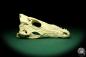 Preview: Crocodylus niloticus (20428) a skeleton from Madagascar | Taxidermy | Skeletons