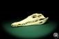 Preview: Crocodylus niloticus (20430) a skeleton from Madagascar | Taxidermy | Skeletons