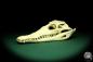 Preview: Crocodylus niloticus (20433) a skeleton from Madagascar | Taxidermy | Skeletons