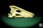 Preview: Crocodylus niloticus (20434) a skeleton from Madagascar | Taxidermy | Skeletons