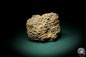 Preview: Hexagonaria hexagona (2069) a coral from Morocco | Fossils | Corals