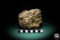 Preview: Hexagonaria hexagona (2069) a coral from Morocco | Fossils | Corals