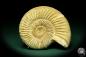 Preview: Perisphinctes spec. (20751) a cephalopod from Madagascar | Fossils | Cephalopods