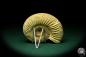 Preview: Perisphinctes spec. (20751) a cephalopod from Madagascar | Fossils | Cephalopods