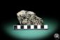 Preview: Magnetite XX (2100) a mineral from Bolivia | Minerals | Global