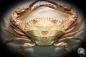 Preview: Charybdis natator (2646) a crustacean from Philippines | Taxidermy | Crabs & Shrimps & Limulus