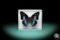 Preview: Baeotus baeotus (2848) a butterfly from South America | Taxidermy | Butterflies