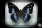 Preview: Baeotus baeotus (2848) a butterfly from South America | Taxidermy | Butterflies