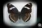 Preview: Hypolimnas bolina (2856) a butterfly from Southeast Asia | Taxidermy | Butterflies