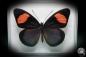 Preview: Batesia hypochlora (2866) a butterfly from South America | Taxidermy | Butterflies