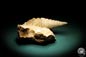 Preview: Nerinea spec. (3100) a snail from Switzerland | Fossils | Snails