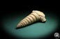 Preview: Nerinea spec. (3106) eine Schnecke aus Schweiz | Fossilien | Schnecken