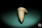 Preview: Nerinea spec. (3106) eine Schnecke aus Schweiz | Fossilien | Schnecken