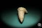 Preview: Nerinea spec. eine Schnecke