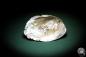 Preview: Sinohyriopsis cumingii (3412) a shell from China | Conchylia | Shells & Brachiopods