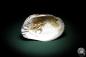 Preview: Sinohyriopsis cumingii (3426) a shell from China | Conchylia | Shells & Brachiopods