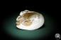 Preview: Sinohyriopsis cumingii (3429) a shell from China | Conchylia | Shells & Brachiopods