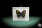 Preview: Euphaedra medon (3597) a butterfly from Central Africa | Taxidermy | Butterflies