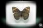 Preview: Euphaedra medon (3597) a butterfly from Central Africa | Taxidermy | Butterflies