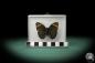 Preview: Euphaedra medon (3597) a butterfly from Central Africa | Taxidermy | Butterflies