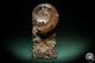 Preview: Clymenia spec. (3709) a cephalopod from Morocco | Fossils | Cephalopods