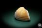 Preview: Cucullaea labiata (4071) a shell from Philippines | Conchylia | Shells & Brachiopods