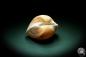 Preview: Cucullaea labiata (4071) a shell from Philippines | Conchylia | Shells & Brachiopods